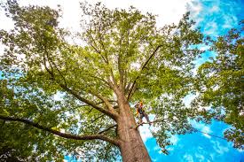 Why Choose Our Tree Removal Services in Thomas, OK?